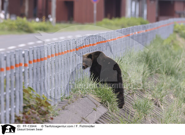 Ussuri-Braunbr / Ussuri brown bear / FF-13944
