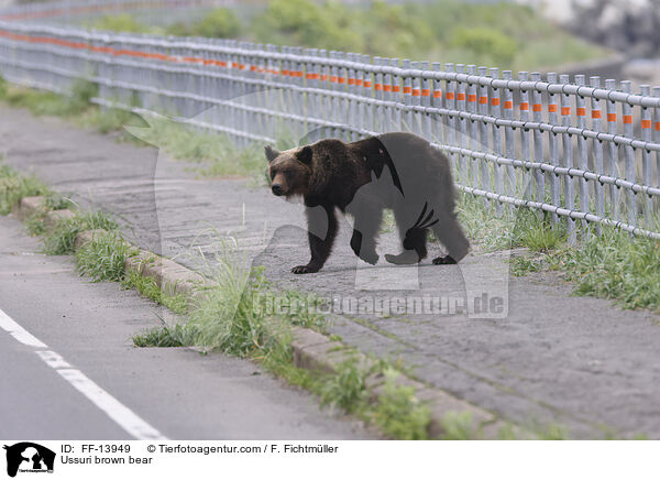 Ussuri brown bear / FF-13949