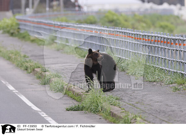 Ussuri brown bear / FF-13950