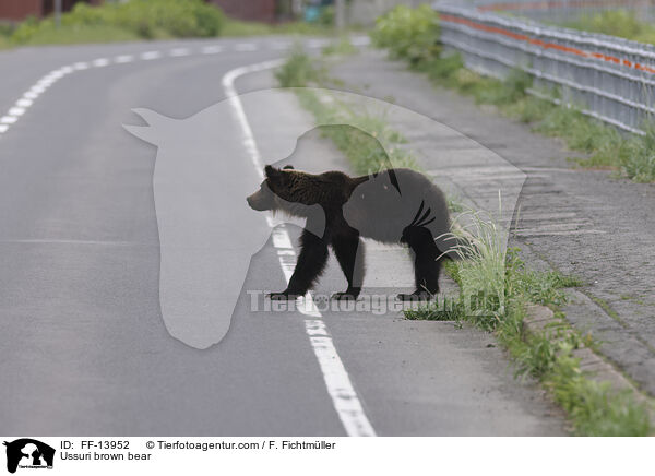 Ussuri brown bear / FF-13952