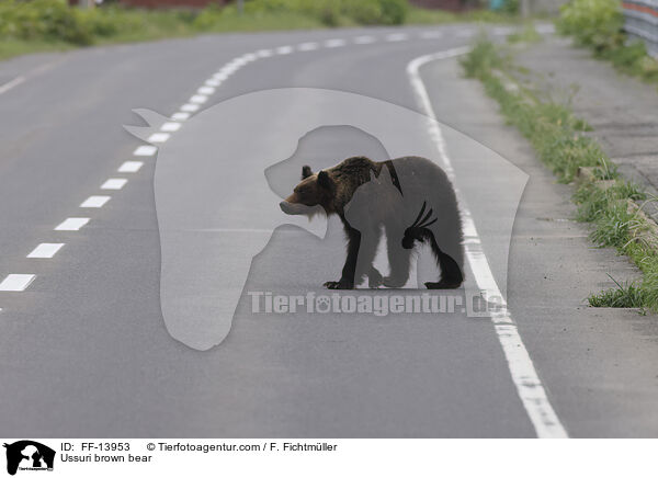 Ussuri-Braunbr / Ussuri brown bear / FF-13953