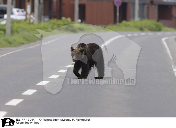 Ussuri brown bear / FF-13954