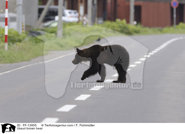 Ussuri brown bear / FF-13955