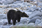 Ussuri brown bear