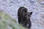 Ussuri brown bear