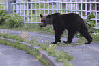 Ussuri brown bear