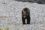Ussuri brown bear