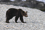 Ussuri brown bear