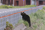 Ussuri brown bear