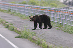 Ussuri brown bear