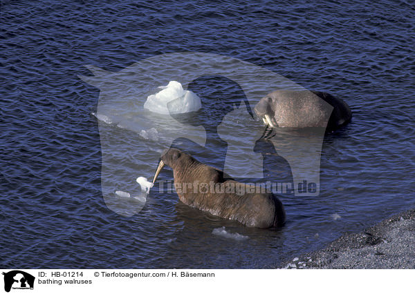 badende Walrosse / bathing walruses / HB-01214