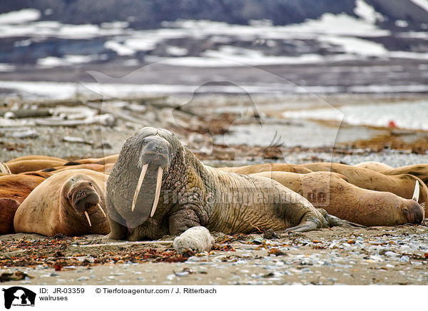 Walrosse / walruses / JR-03359