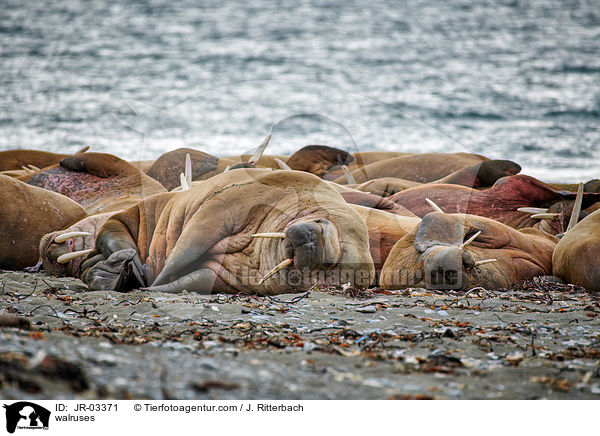walruses / JR-03371