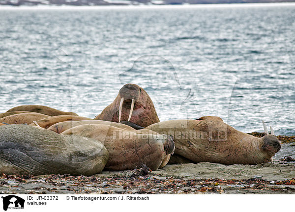 walruses / JR-03372