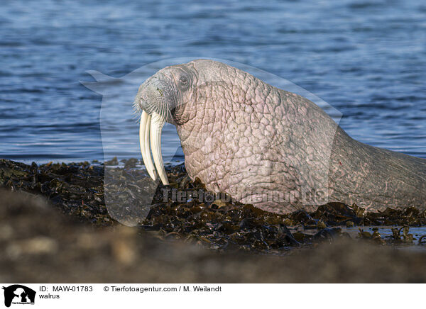 Walross / walrus / MAW-01783