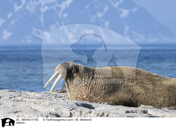 Walross / walrus / MAW-01785