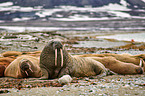 walruses