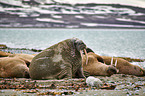 walruses