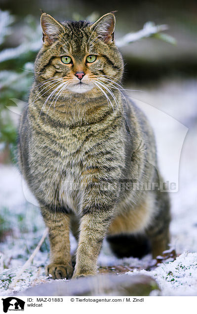 wildcat / MAZ-01883