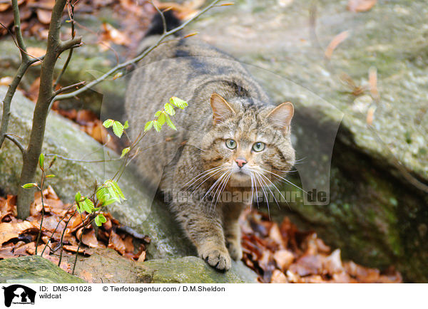 Wildkatze / wildcat / DMS-01028