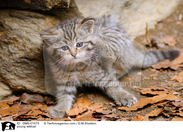 junge Wildkatze / young wildcat / DMS-01075