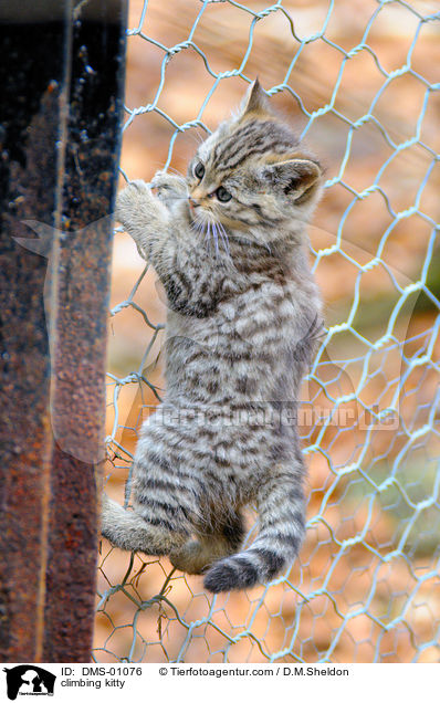 climbing kitty / DMS-01076