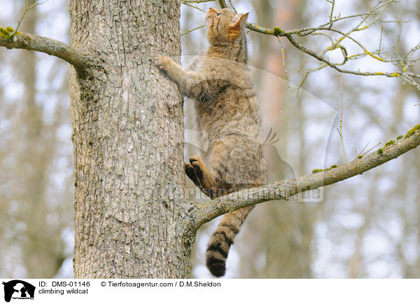 kletternde Wildkatze / climbing wildcat / DMS-01146