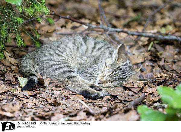 junge Wildkatze / young wildcat / HJ-01895