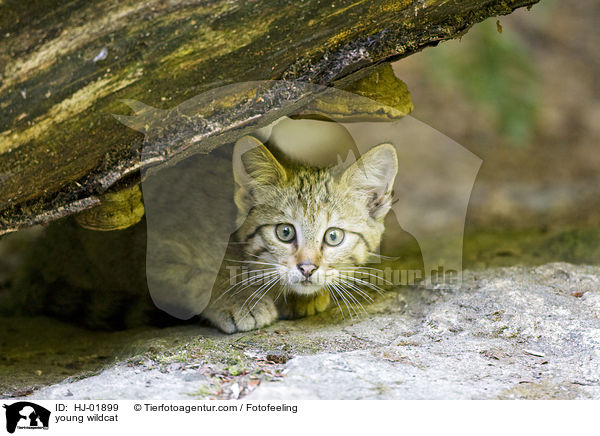 junge Wildkatze / young wildcat / HJ-01899