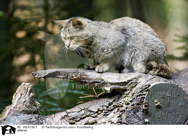 Wildkatze / wildcat / HJ-01901