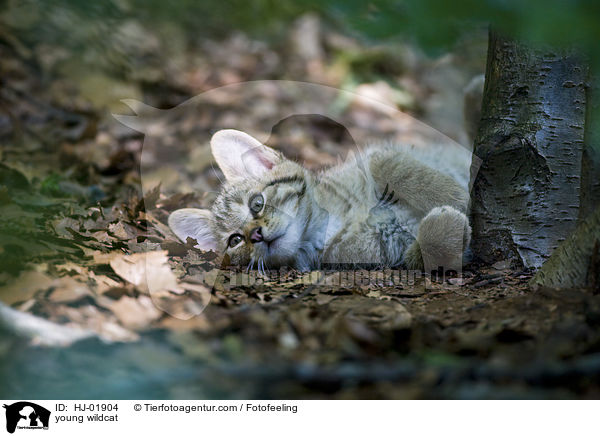 junge Wildkatze / young wildcat / HJ-01904