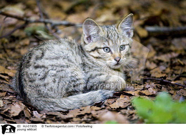 junge Wildkatze / young wildcat / HJ-01905
