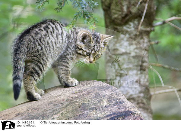 junge Wildkatze / young wildcat / HJ-01911