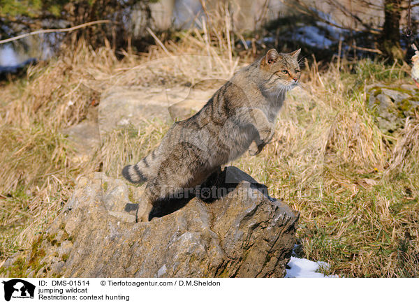 springende Wildkatze / jumping wildcat / DMS-01514