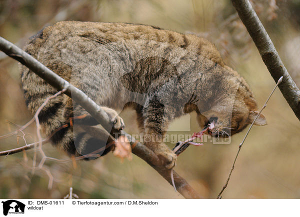 Wildkatze / wildcat / DMS-01611
