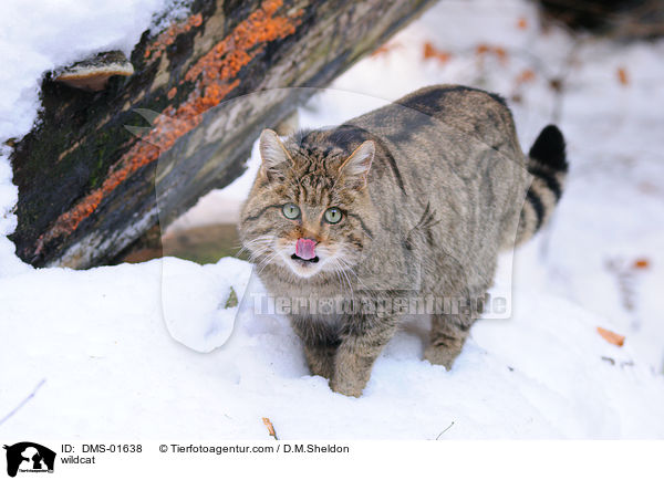 Wildkatze / wildcat / DMS-01638