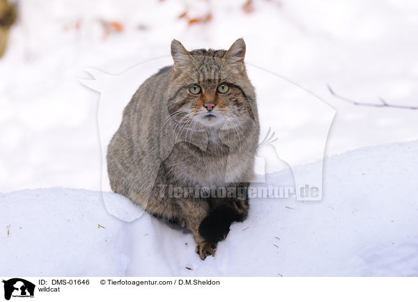 Wildkatze / wildcat / DMS-01646