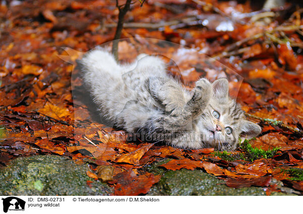 junge Wildkatze / young wildcat / DMS-02731