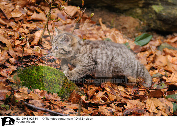 junge Wildkatze / young wildcat / DMS-02734