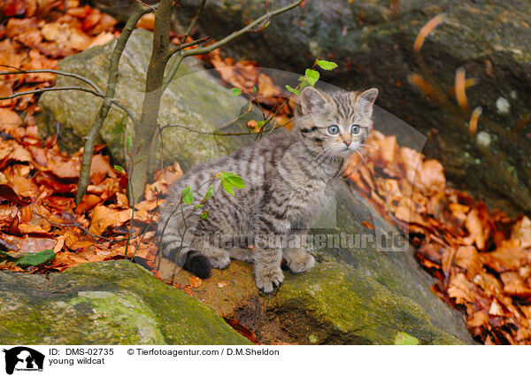 junge Wildkatze / young wildcat / DMS-02735