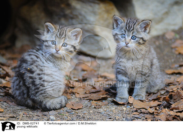 young wildcats / DMS-02741