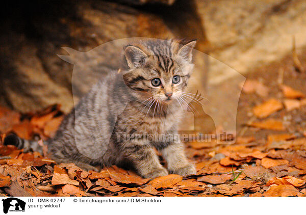 junge Wildkatze / young wildcat / DMS-02747