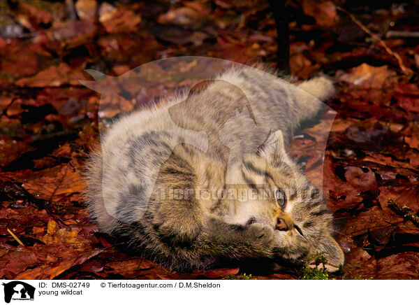 junge Wildkatze / young wildcat / DMS-02749