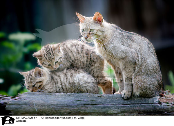 Wildkatzen / wildcats / MAZ-02657
