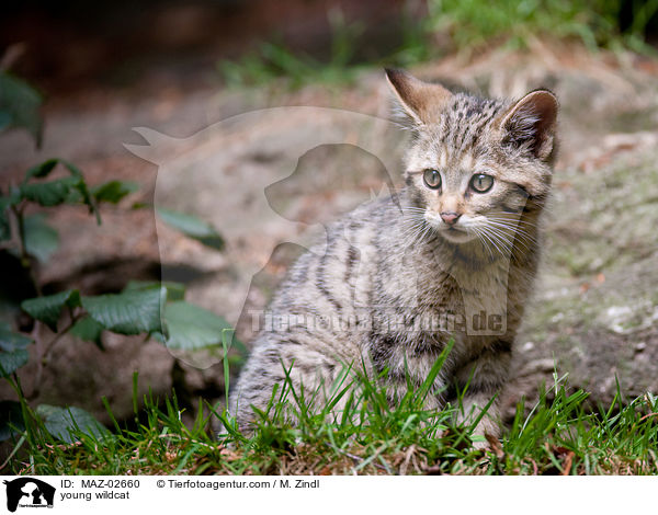 junge Wildkatze / young wildcat / MAZ-02660
