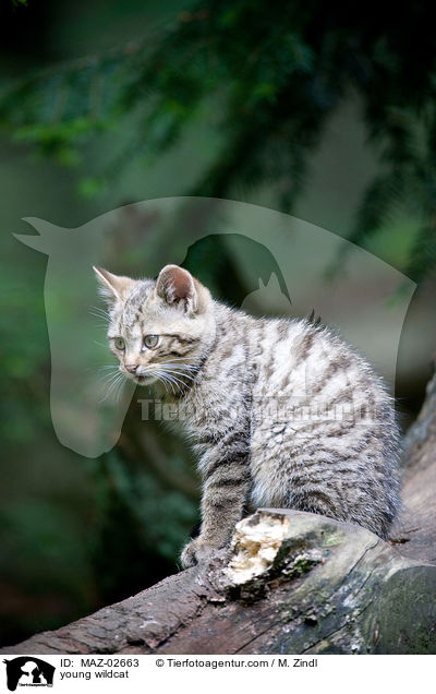 young wildcat / MAZ-02663