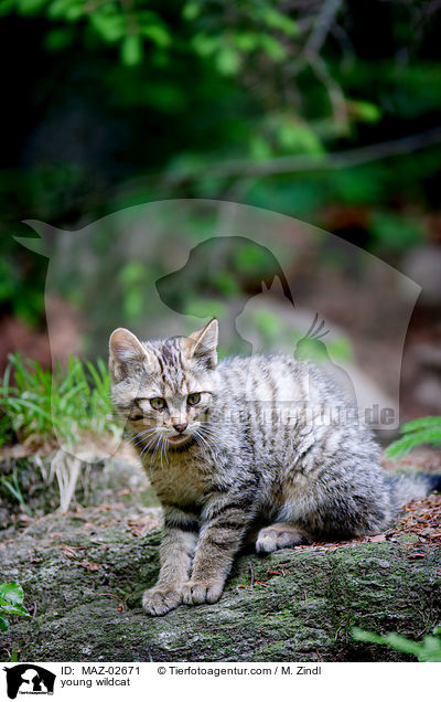 junge Wildkatze / young wildcat / MAZ-02671