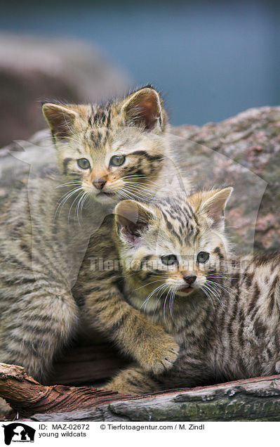 junge Wildkatzen / young wildcats / MAZ-02672