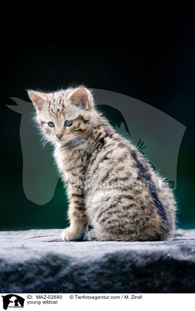 junge Wildkatze / young wildcat / MAZ-02680