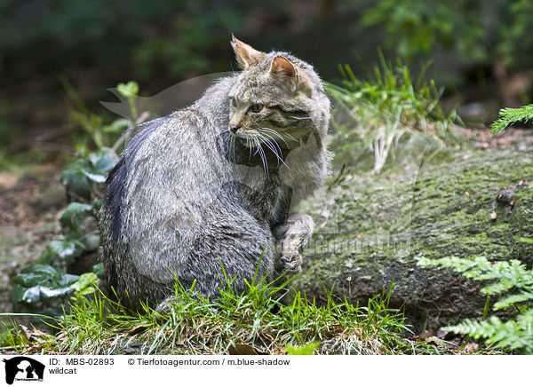 Wildkatze / wildcat / MBS-02893